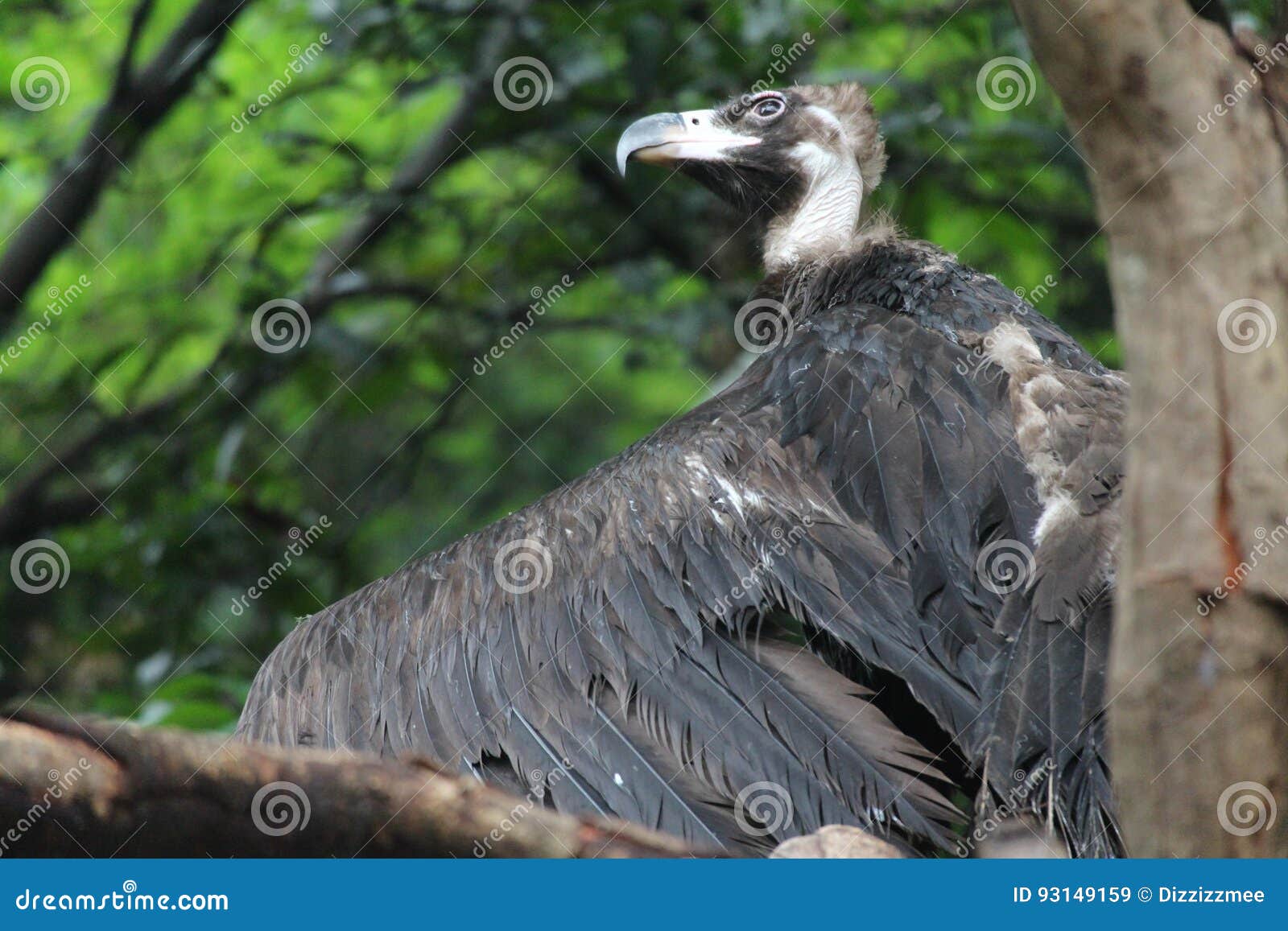 Turkey buzzard stock image. Image of tree, turkey, buzzard 93149159
