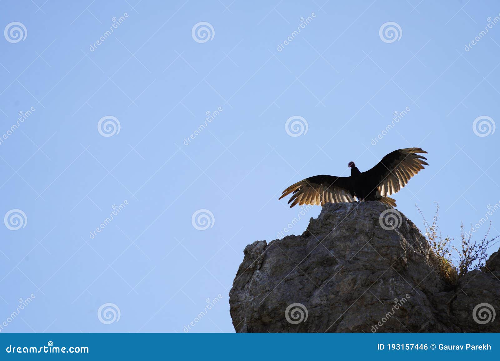 Turkey Buzzard with Wings Spread Stock Photo - Image of animals, lofty ...