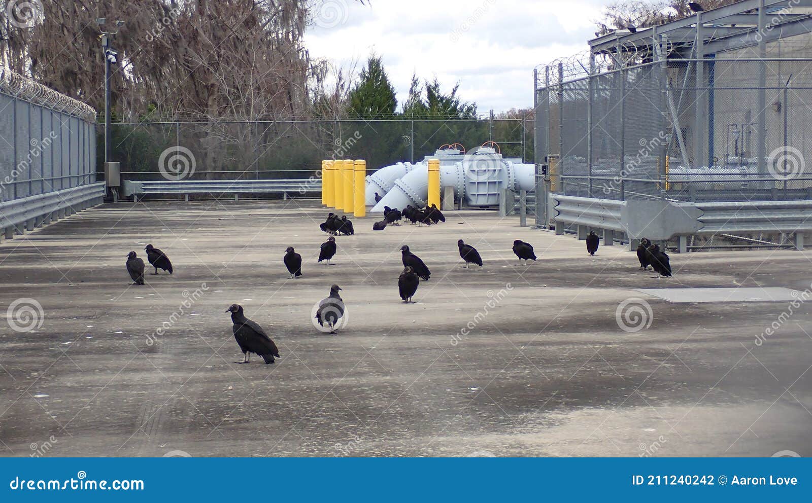 Turkey Buzzards Along My Hike Stock Photo Image of hile, buzzards