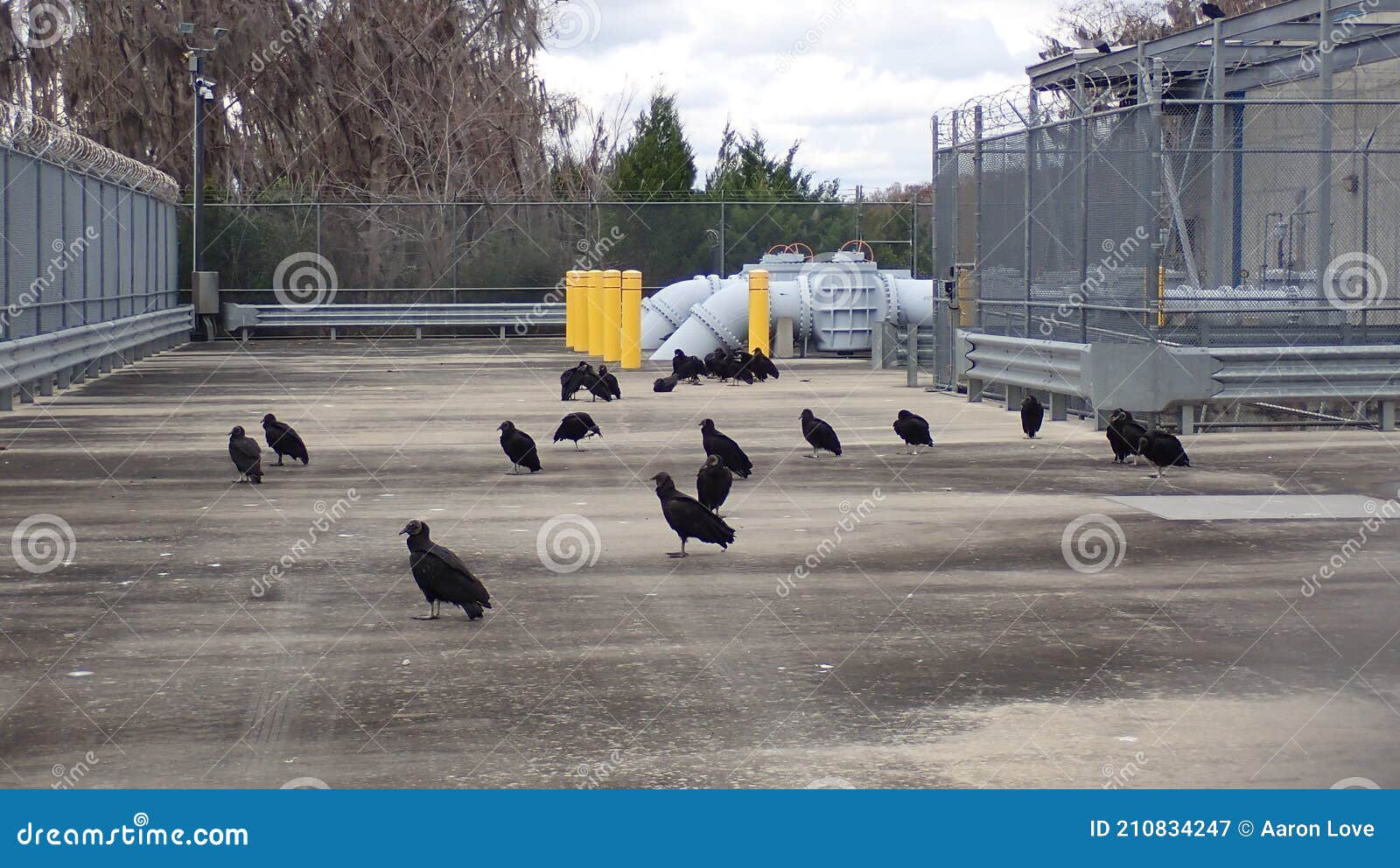 Turkey Buzzards Along My Hike Stock Image Image of winter, racetrack
