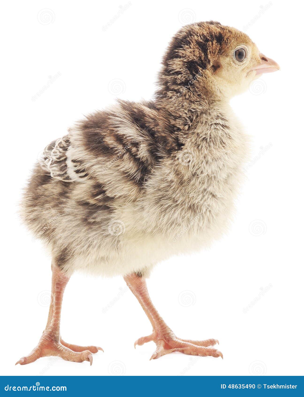 Turkey chick stock photo. Image of turkey, animals, poult 48635490