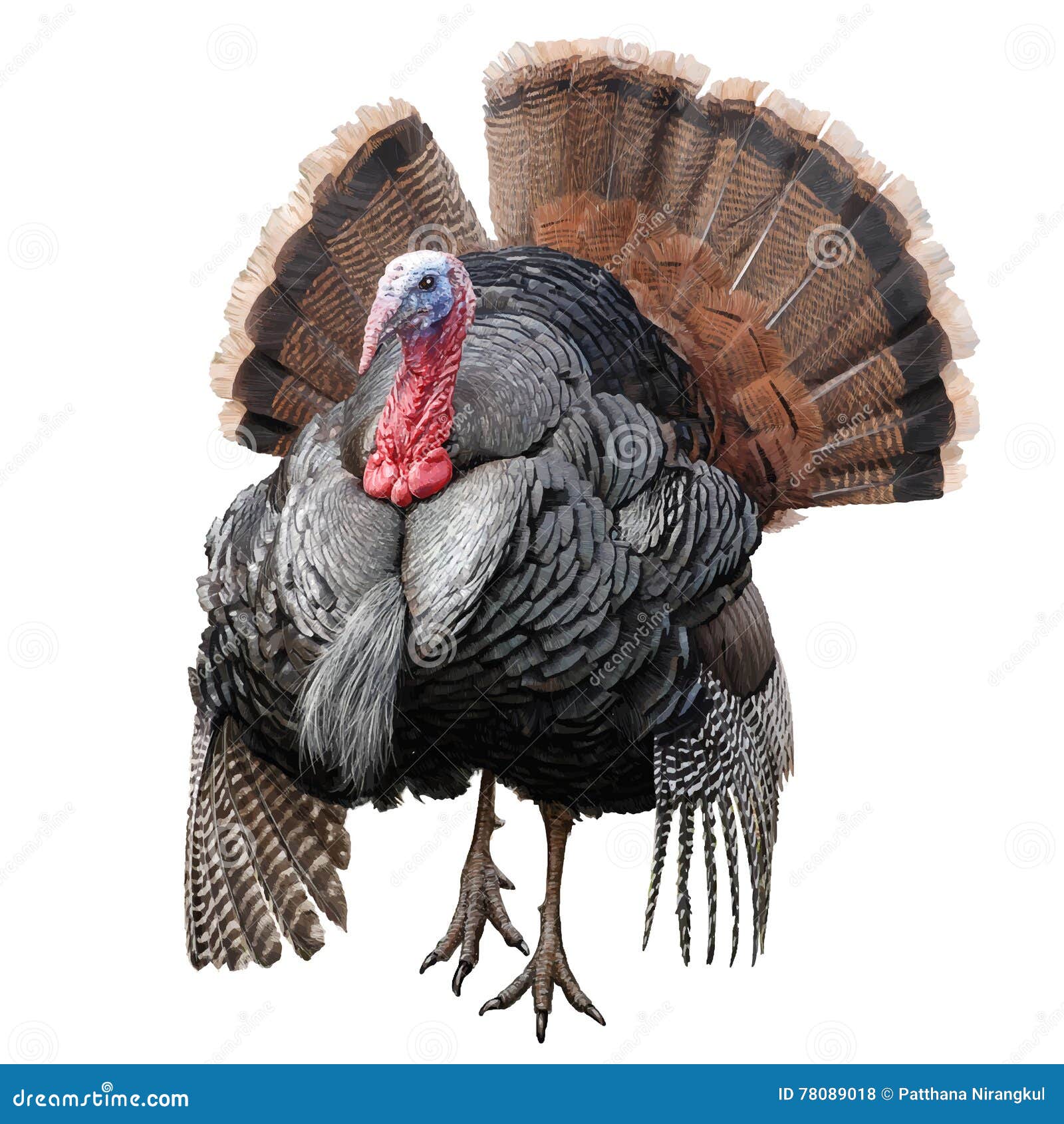 Turkey Chicken Hand Draw Vector. Stock Vector Illustration of sketch