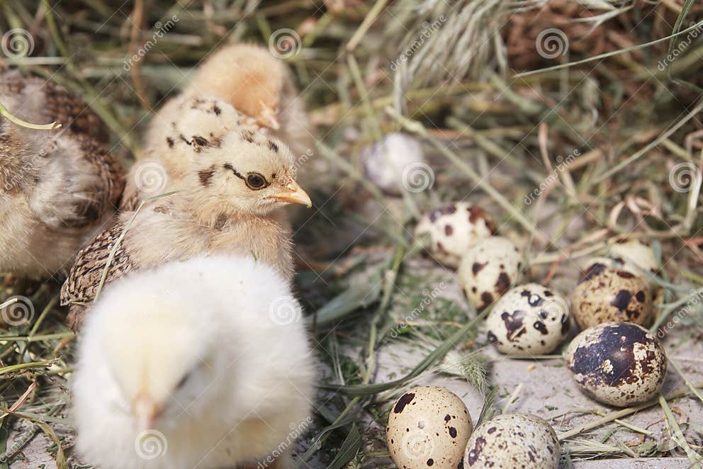 Turkey chicks stock photo. Image of chicken, easter, bird 19669278