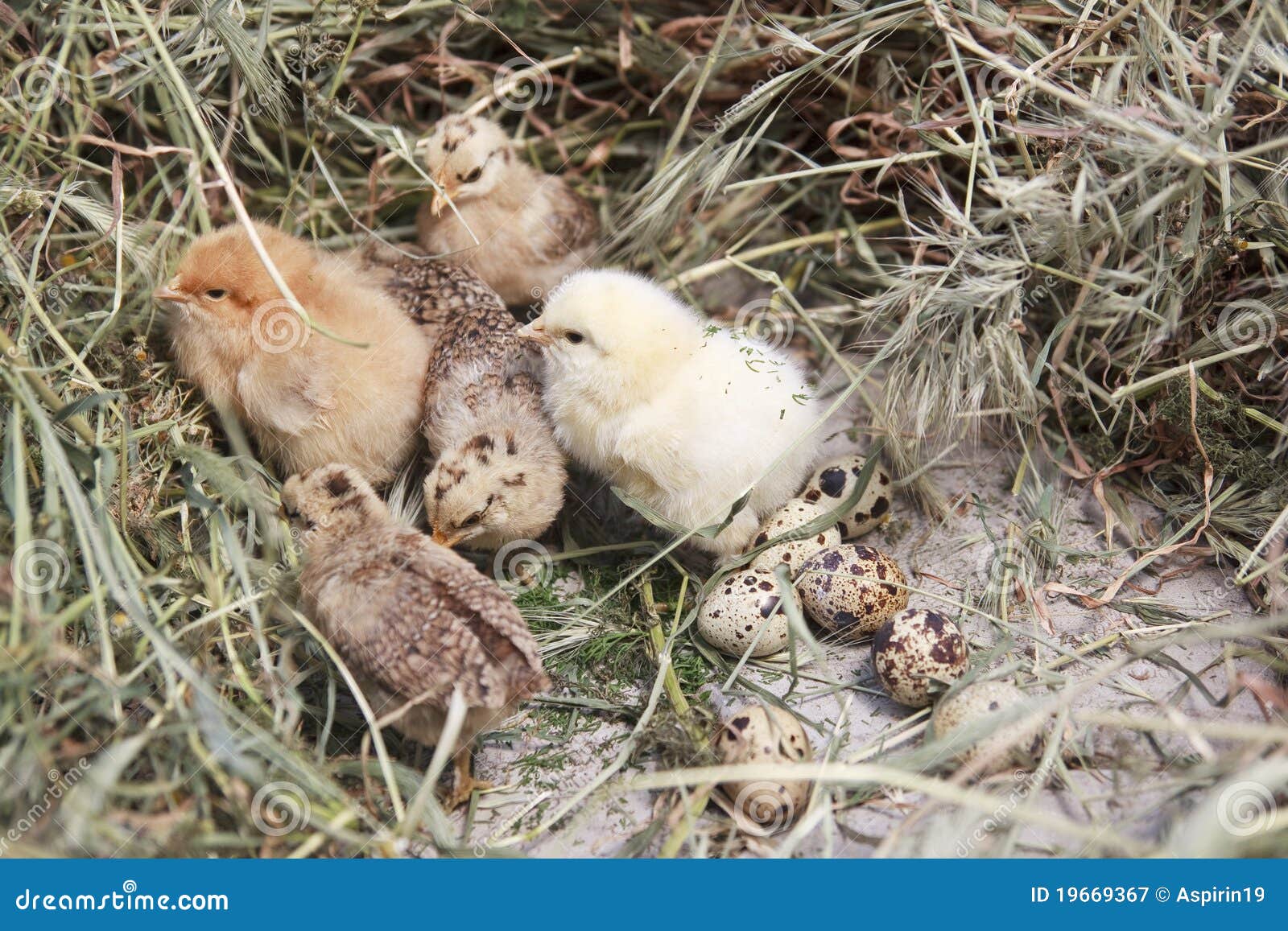 Turkey chicks stock image. Image of agriculture, background 19669367