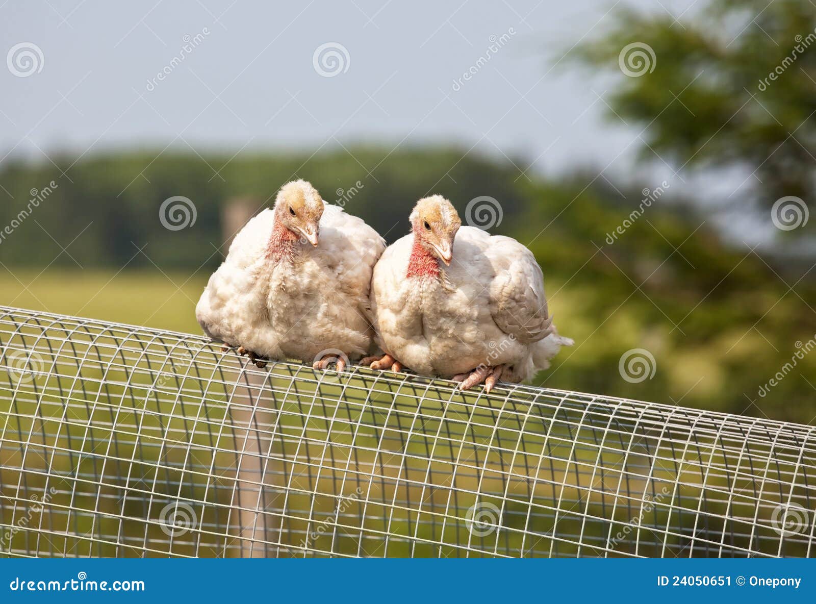 Turkey Chicks stock image. Image of grow, farm, livestock 24050651
