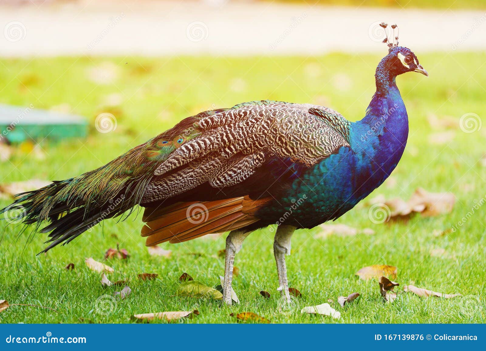 Turkey, Close-up View of Beautiful Bird Stock Photo - Image of ...