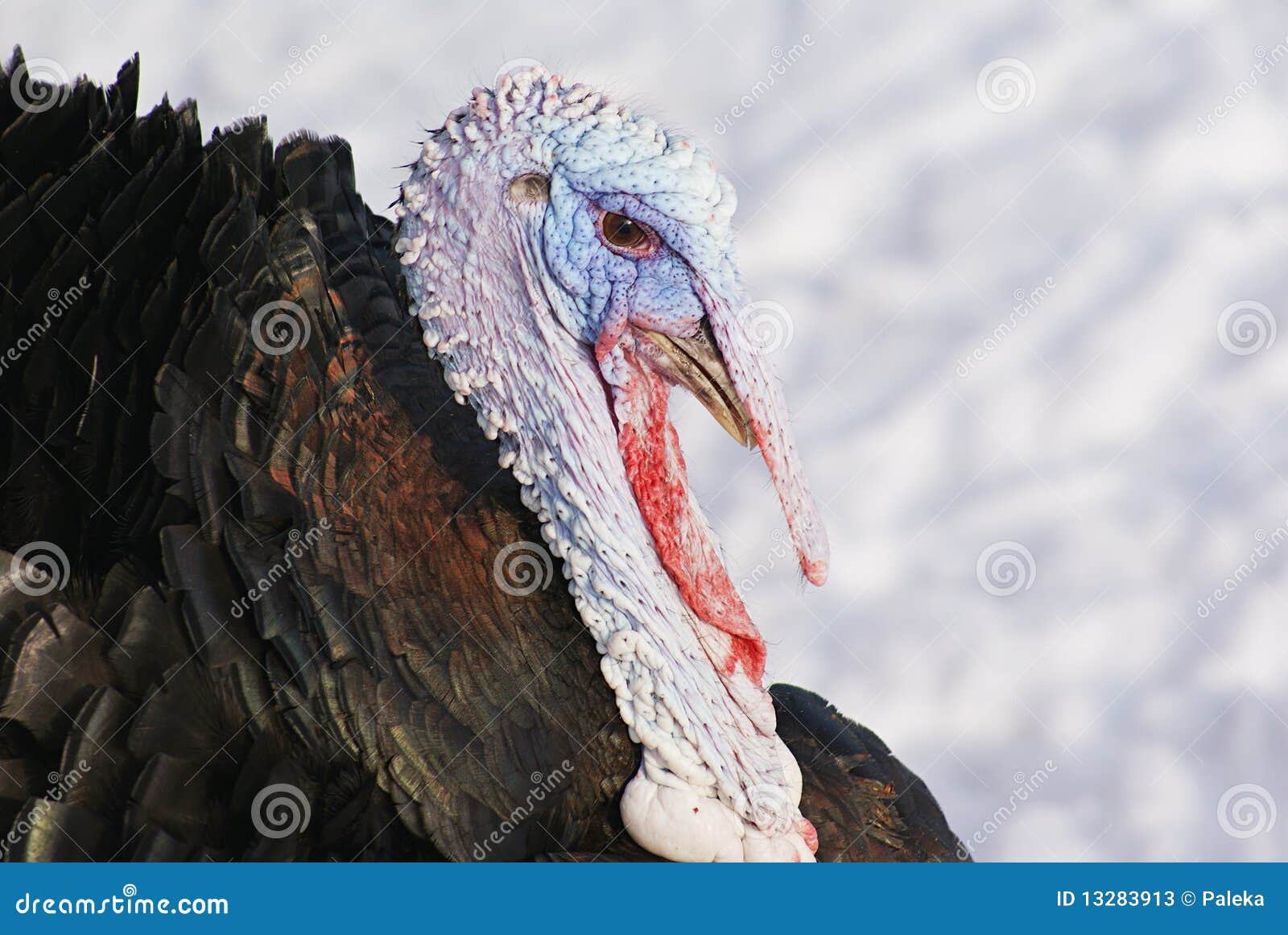 Turkey Cock Stock Image Image Of Blue Fauna Outdoor 13283913 
