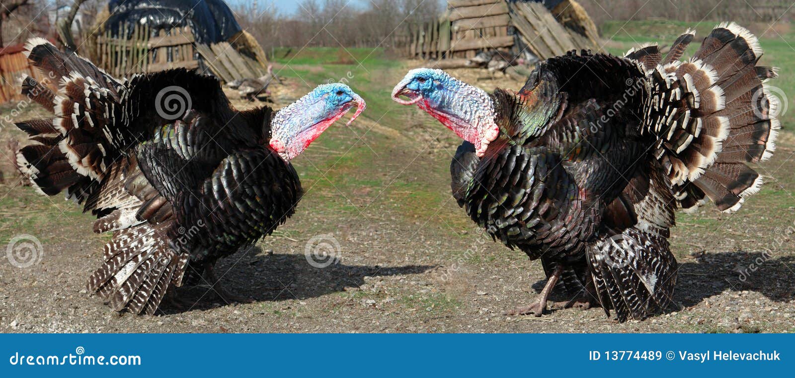 Turkey Cock Immagine Stock Immagine Di Aviario Bestiame 13774489 