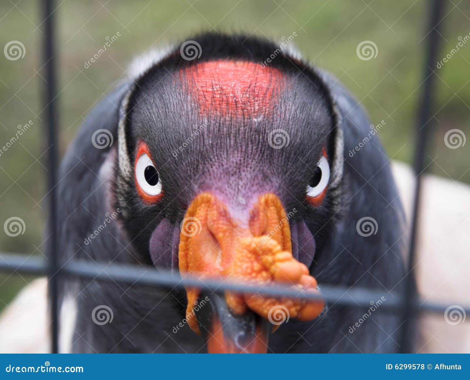 Turkey stock photo. Image of turkey, look, angry, eyes 6299578