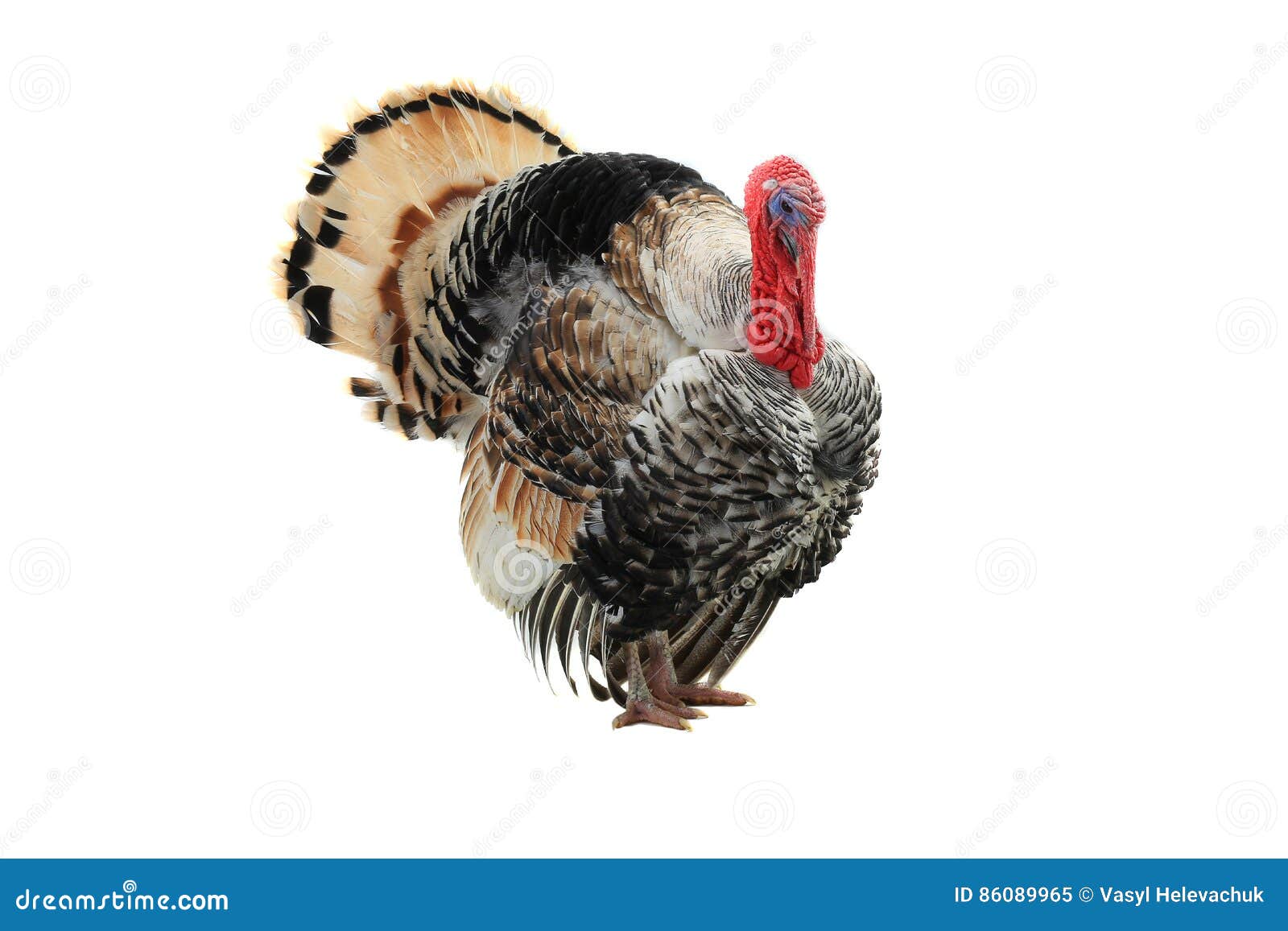 Turkey Cock Stock Image Image Of Bird Tail Grey Isolated 86089965 