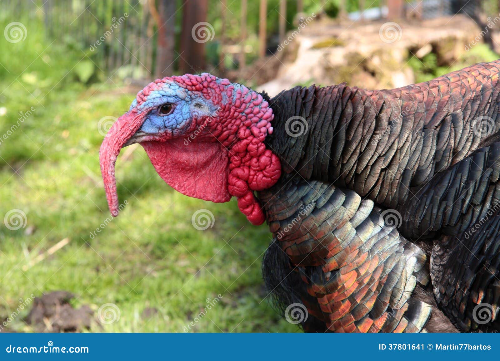 Turkey Cock Stock Image Image 37801641