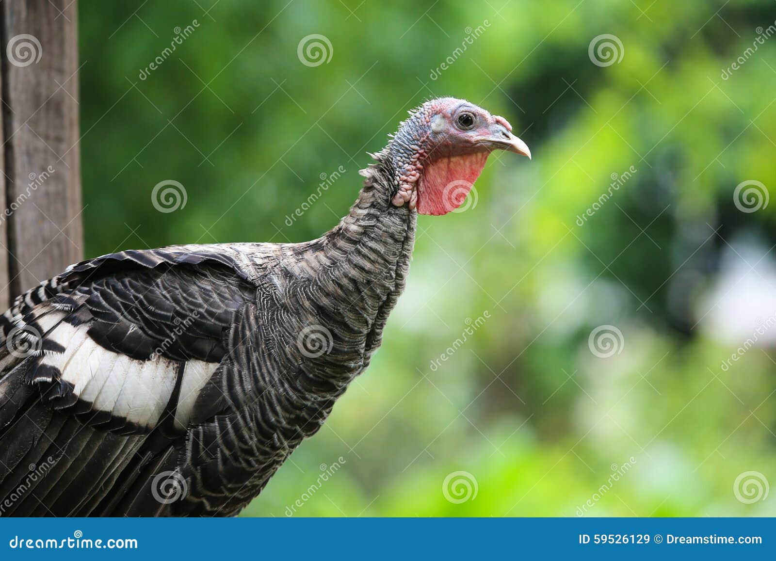 Turkey Cock Turkey Bird Stock Image Image Of Bird 59526129 