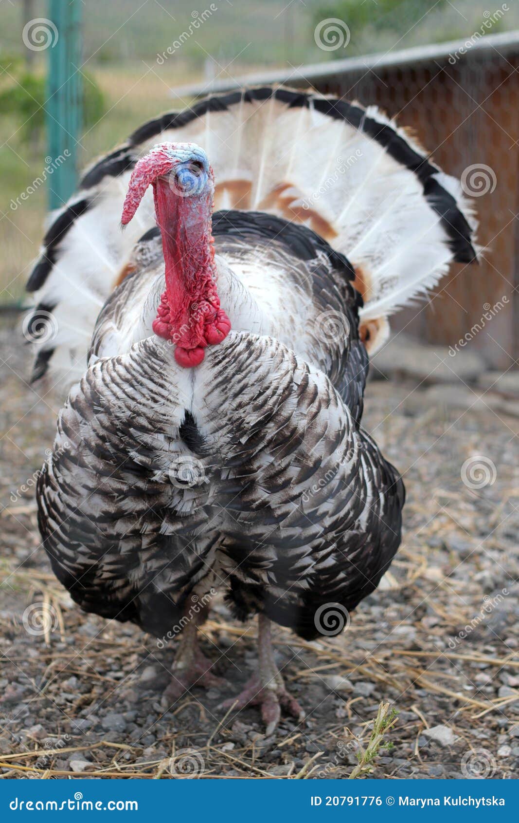 Turkey on the farm stock photo. Image of feather, rural 20791776