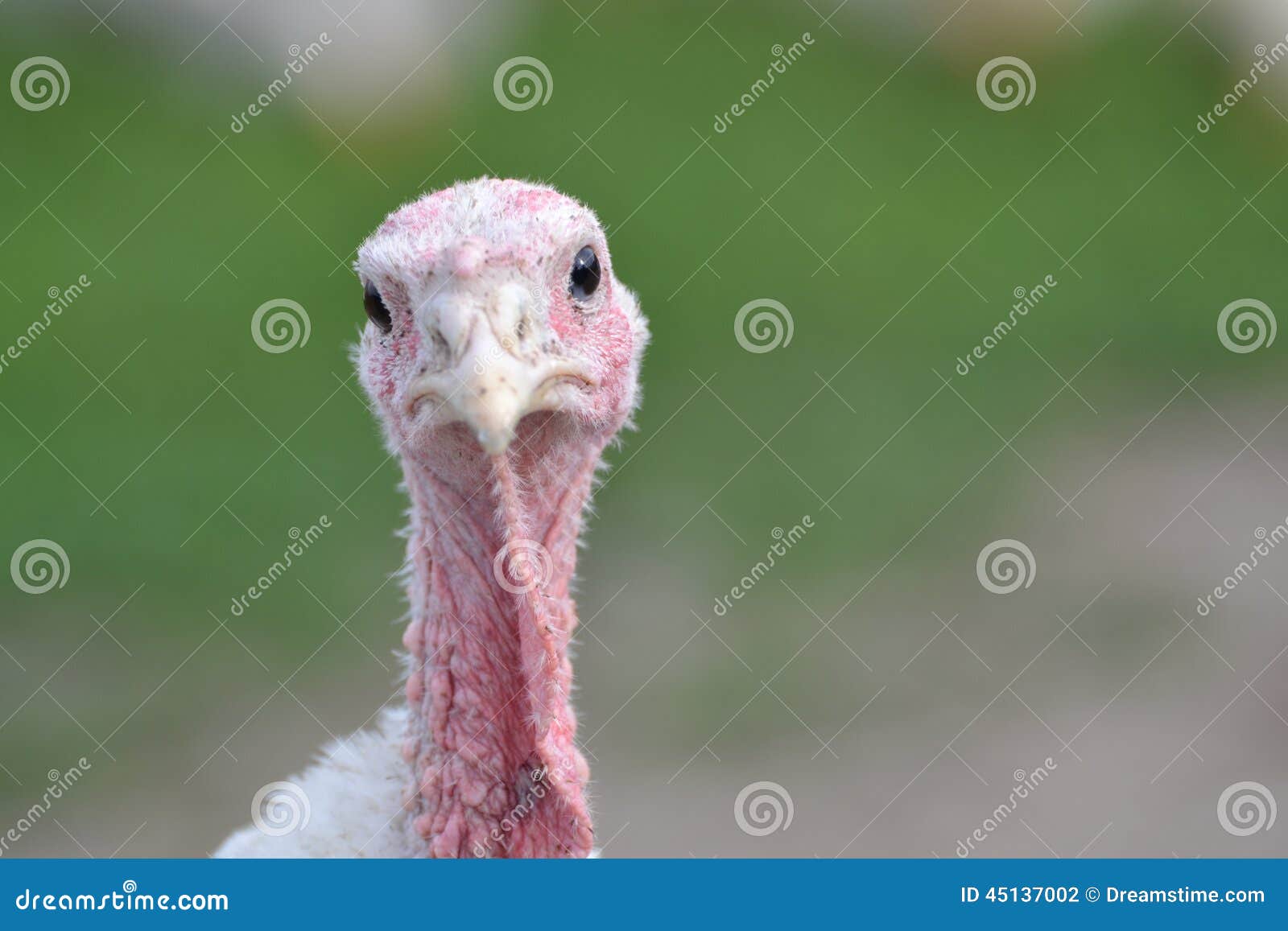 5,963 Funny Turkey Stock Photos - Free & Royalty-Free Stock Photos from Dreamstime 5,963 Funny Turkey Stock Photos - Free & Royalty-Free Stock Photos from Dreamstime