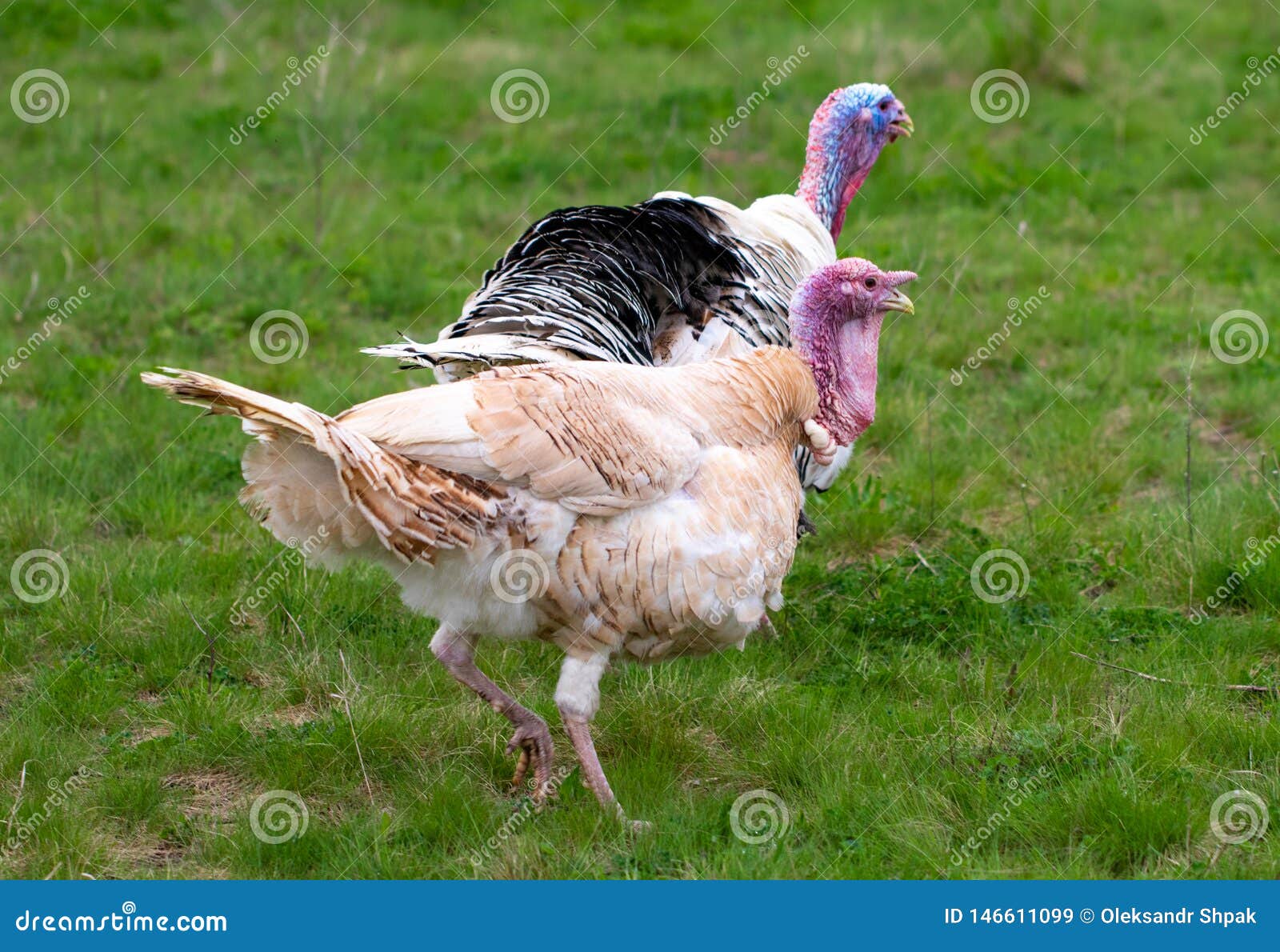 Turkey in the Grass. Domestic Bird Stock Image Image of beard, dinner