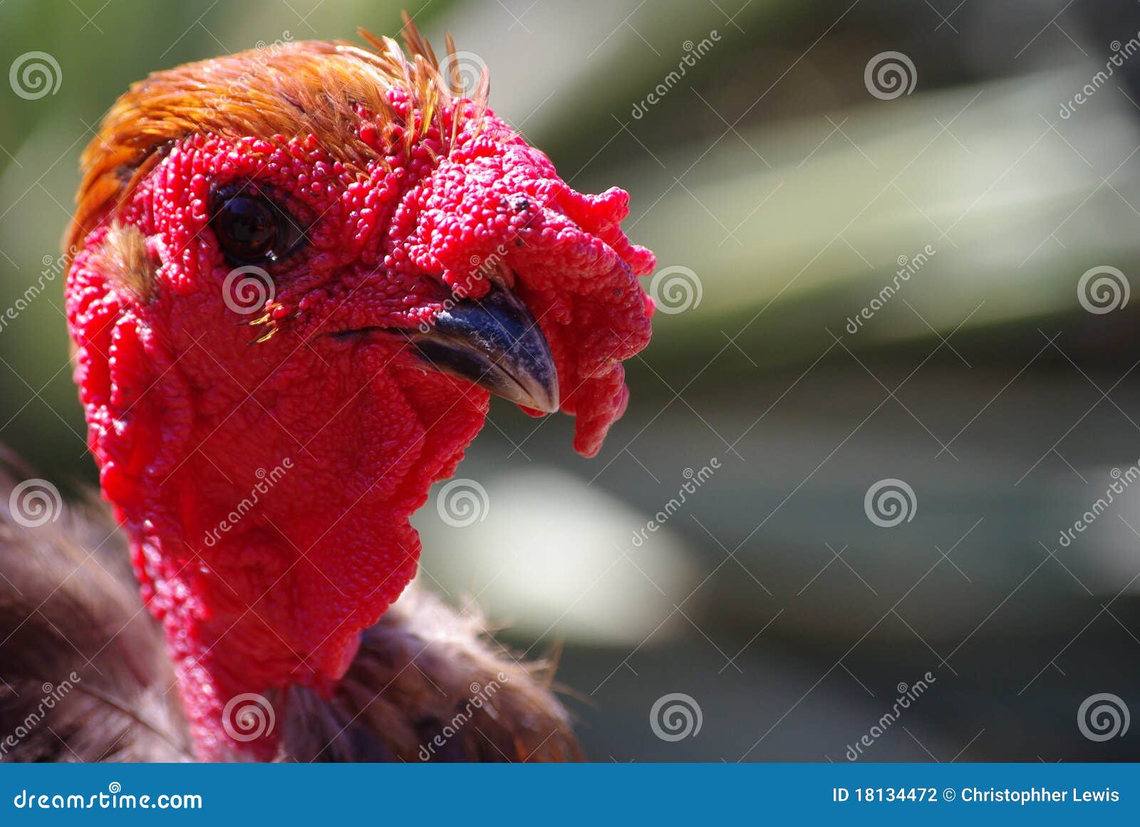 Turkey head stock photo. Image of arranging, beautiful 18134472