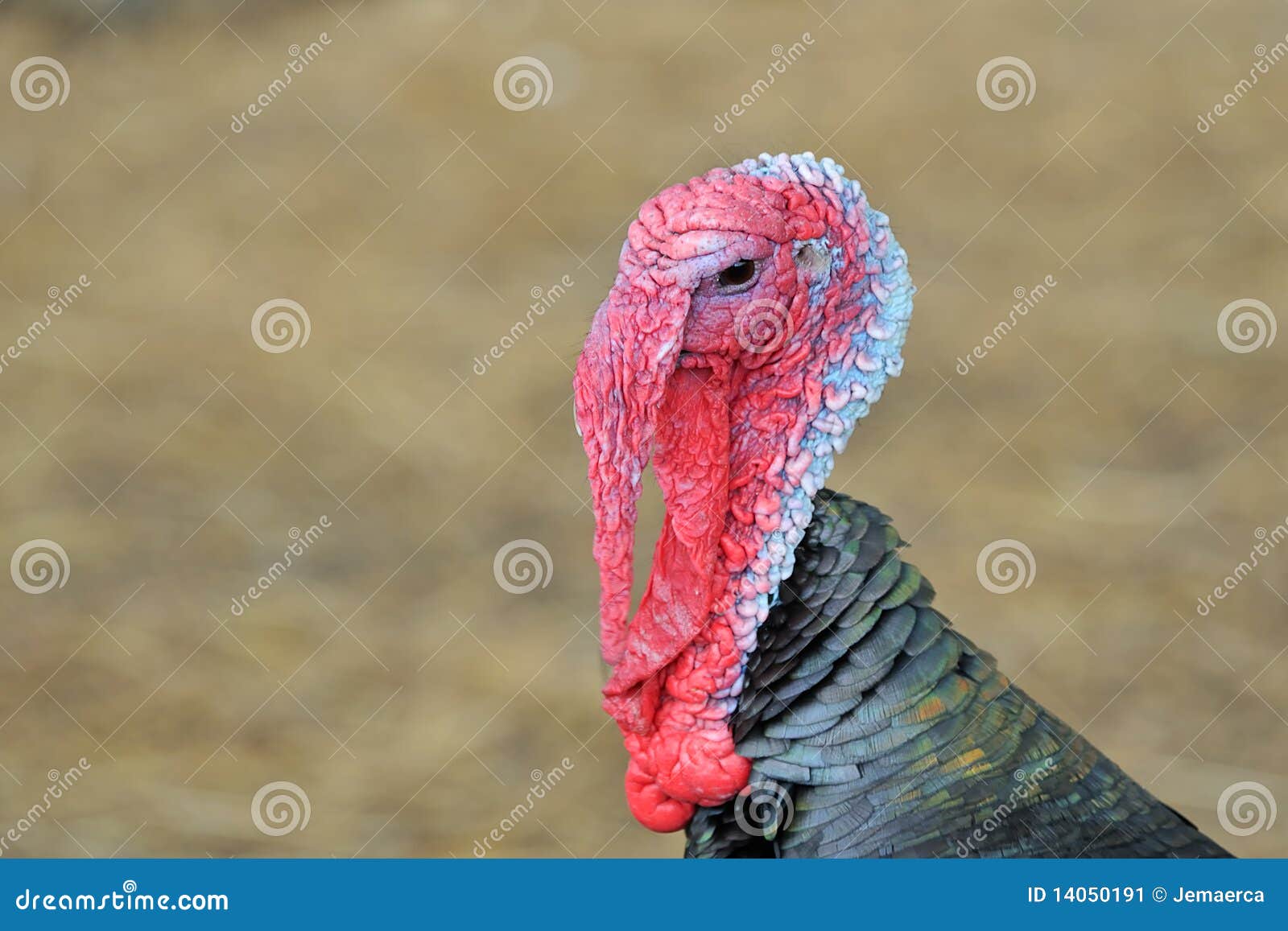 snood turkey snood turkey