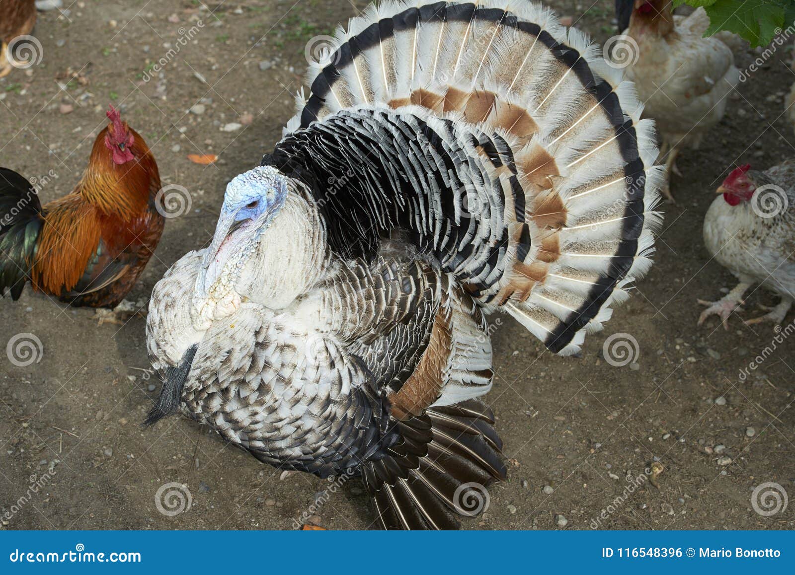 Turkey stock photo. Image of animal, farm, feathers 116548396