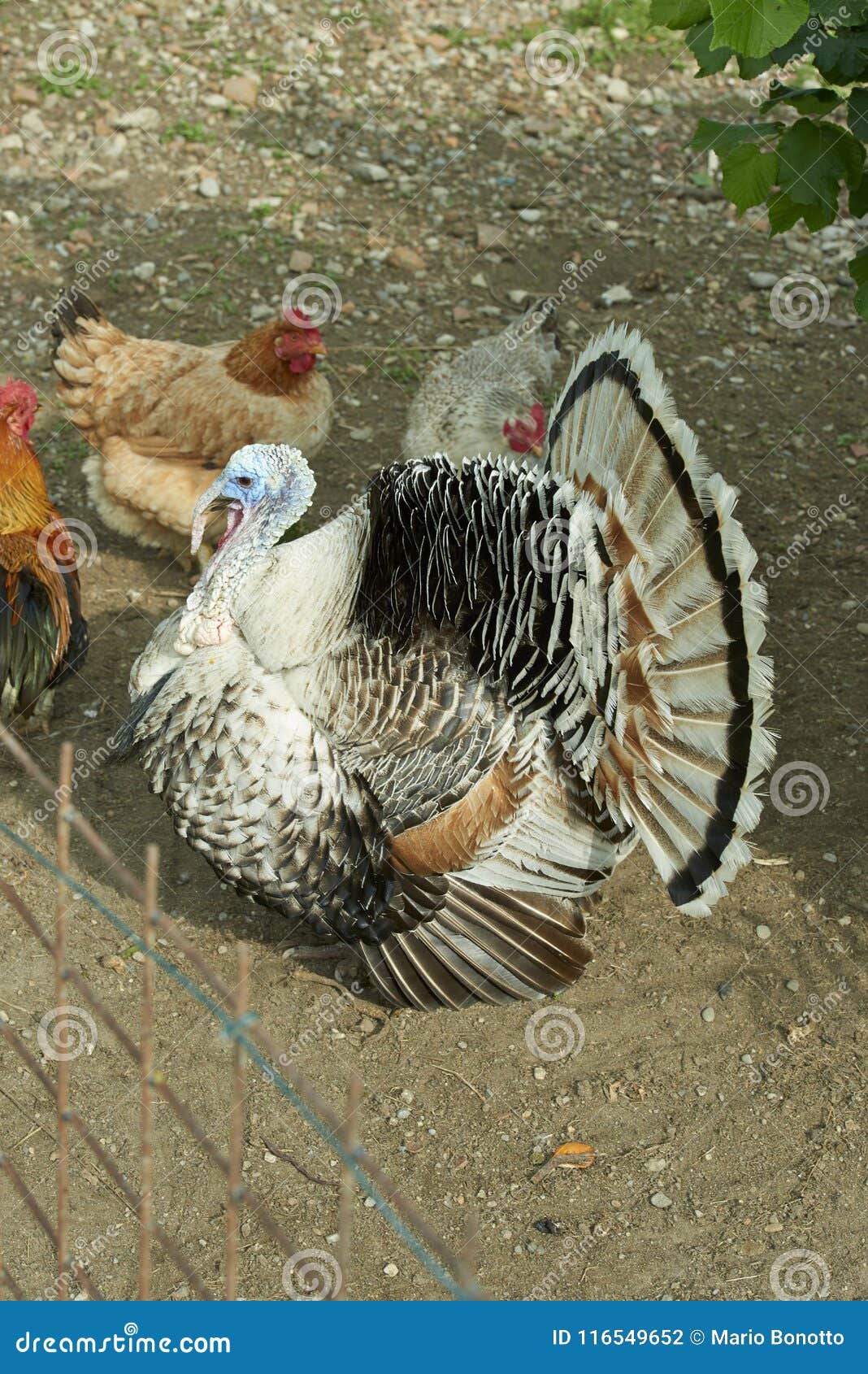 Turkey stock photo. Image of bird, house, plumage, traditional 116549652
