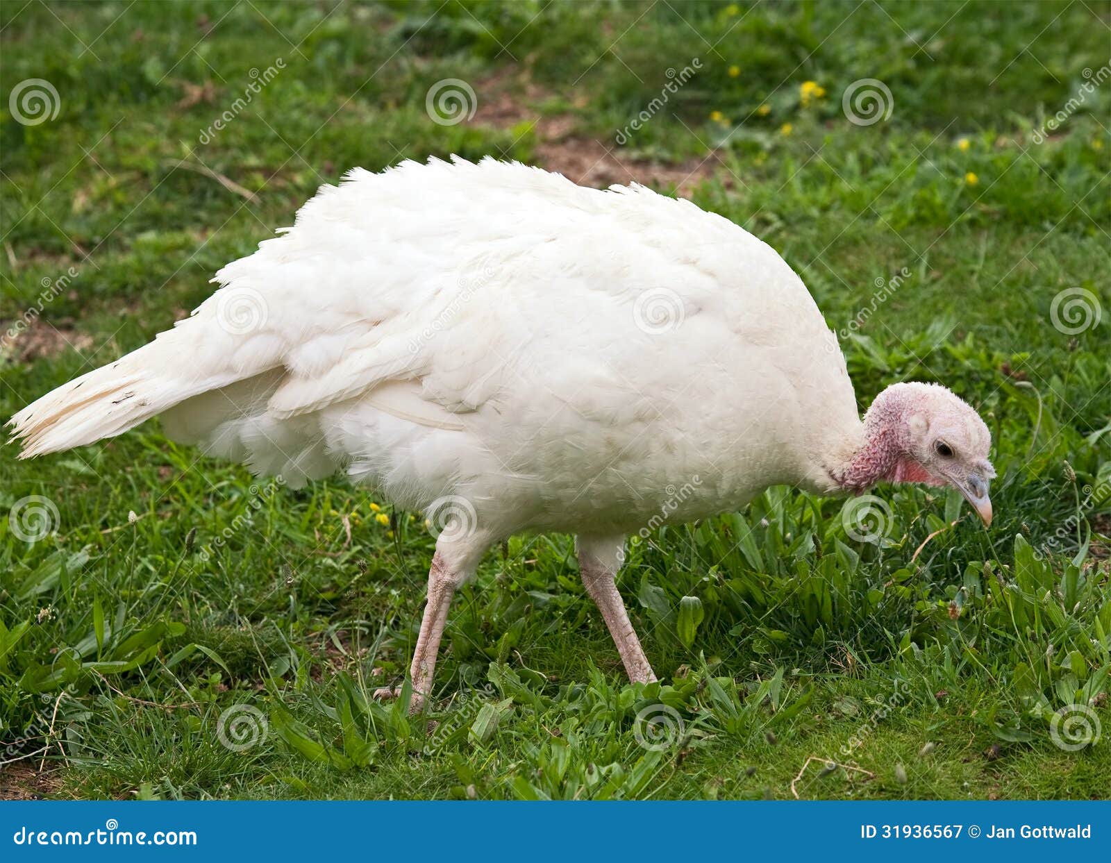 Turkey hen stock image. Image of farm, bird, female, outdoor 31936567