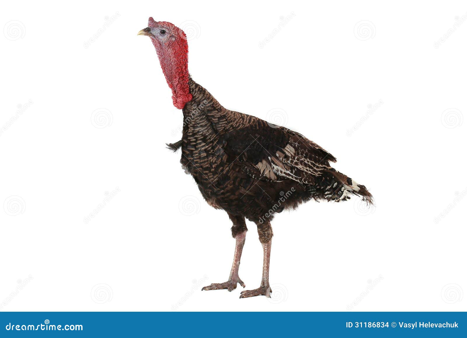 Turkey stock photo. Image of plumage, wings, thanksgiving - 31186834