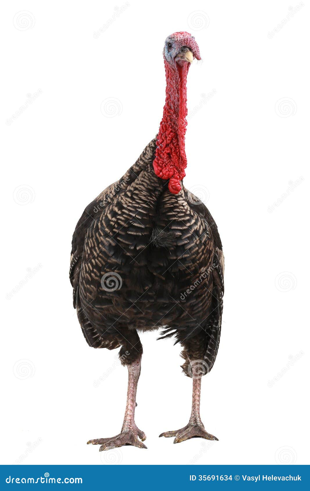 Turkey stock photo. Image of background, farming, wild - 35691634