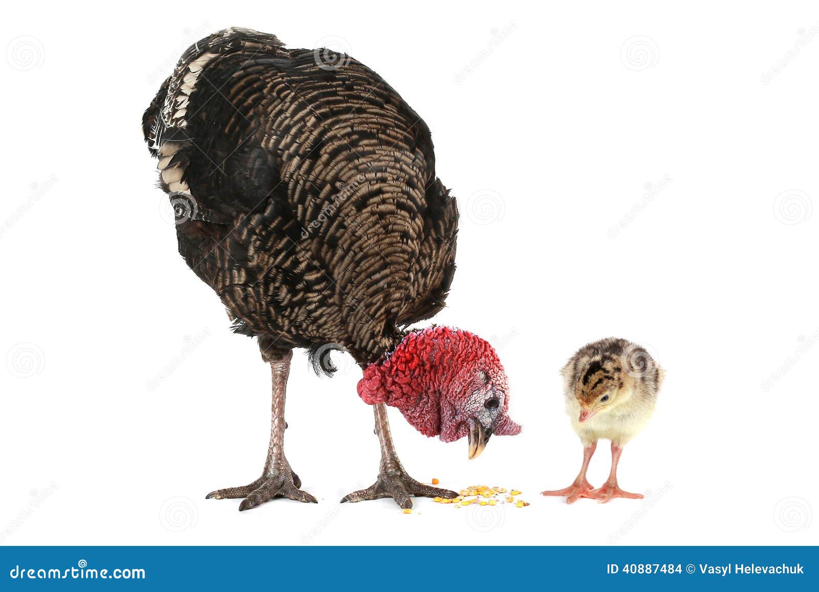 Turkey stock photo. Image of avian, wild, feathers, countryside - 40887484