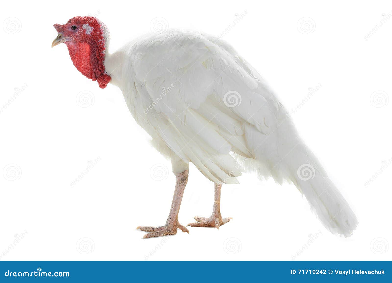 Turkey stock photo. Image of wild, farm, bird, earth - 71719242