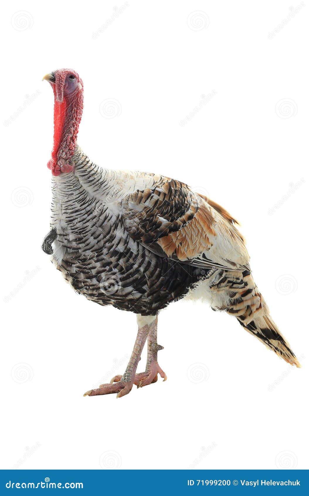 Turkey stock photo. Image of nature, countryside, tail - 71999200