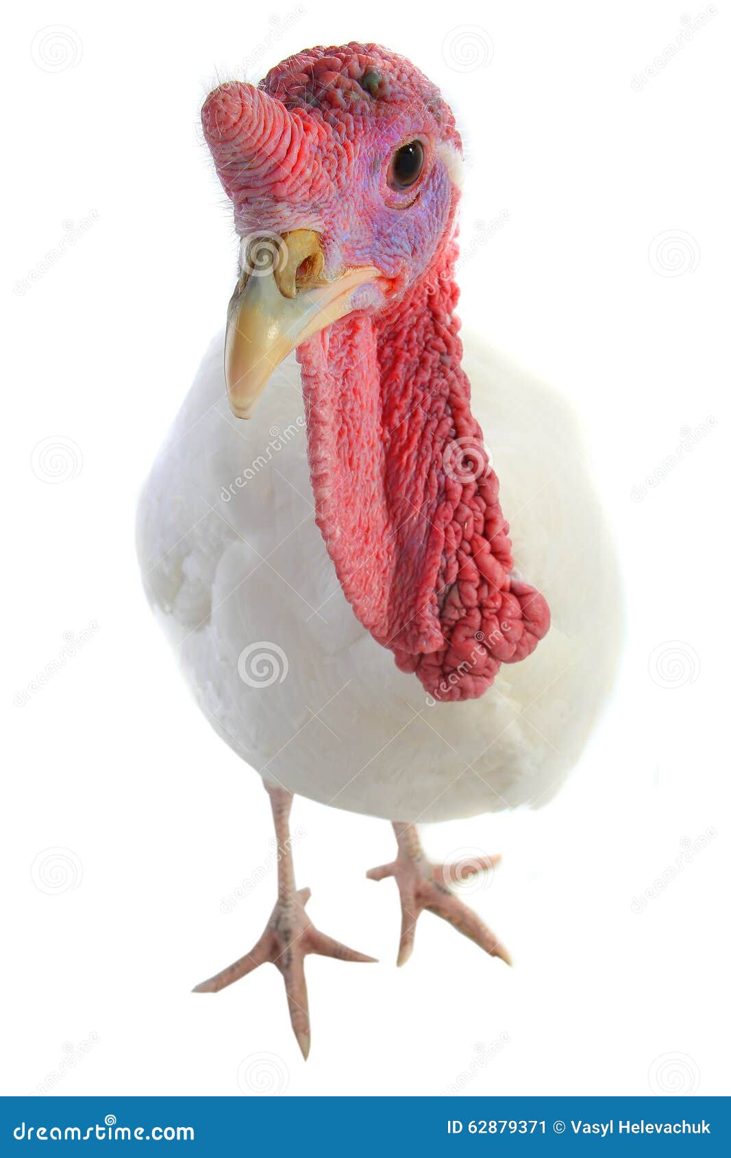 Turkey stock image. Image of cockerel, thanksgiving, food - 62879371
