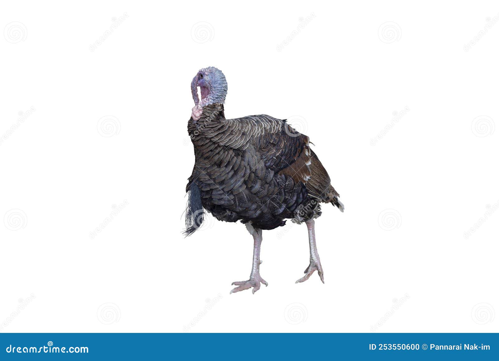 Turkey Isolated on White Background. Stock Photo - Image of background