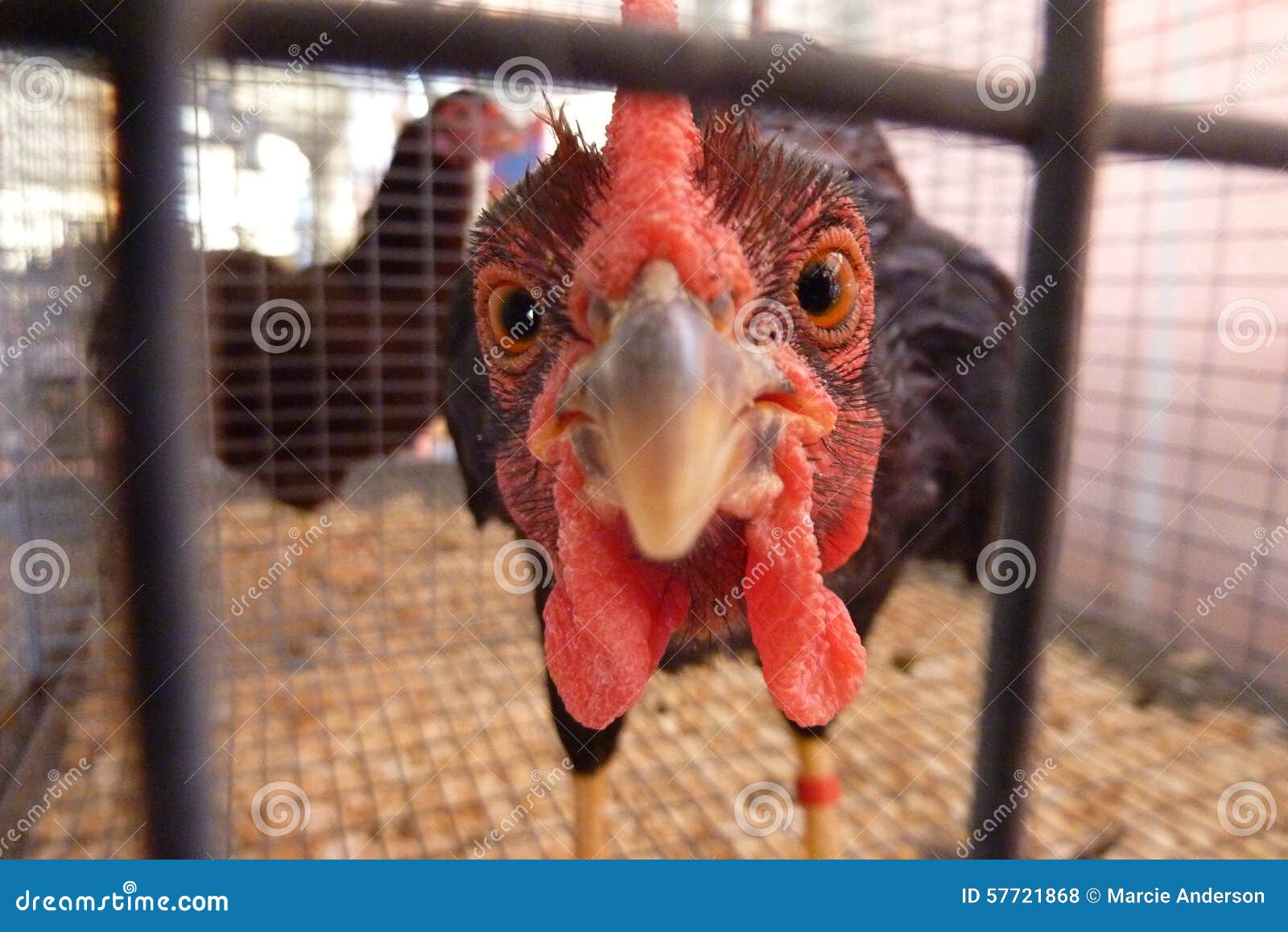 Turkey looking from a cage stock photo. Image of eyes - 57721868