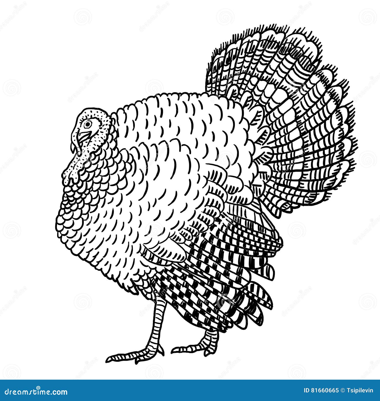 Sketch black turkey on a white background Vector Image