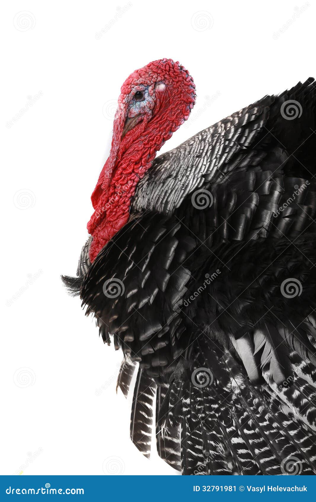 Turkey stock image. Image of outdoors, feathers, farming - 32791981