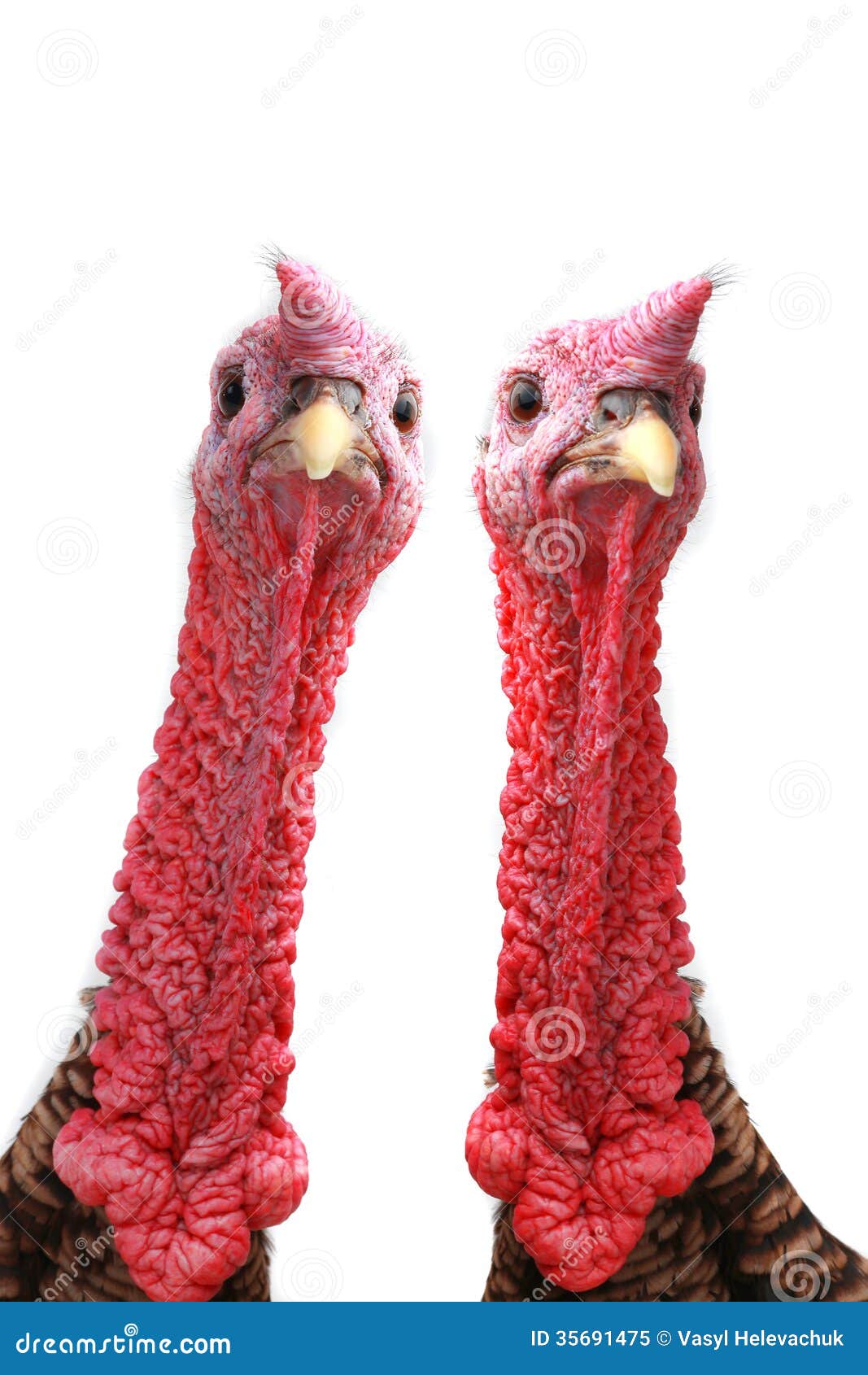 Turkey stock image. Image of wings, fowl, wattle, background - 35691475