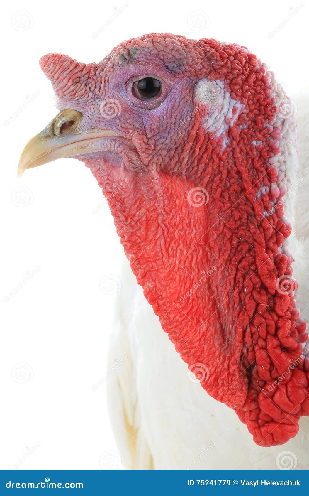 Turkey stock image. Image of soil, wings, outdoors, isolated - 75241779