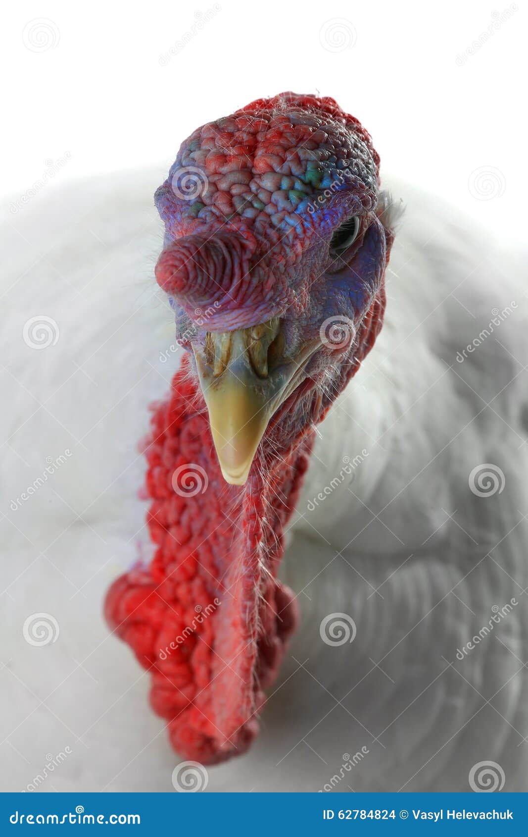 Turkey stock photo. Image of nature, meat, avian, wing - 62784824