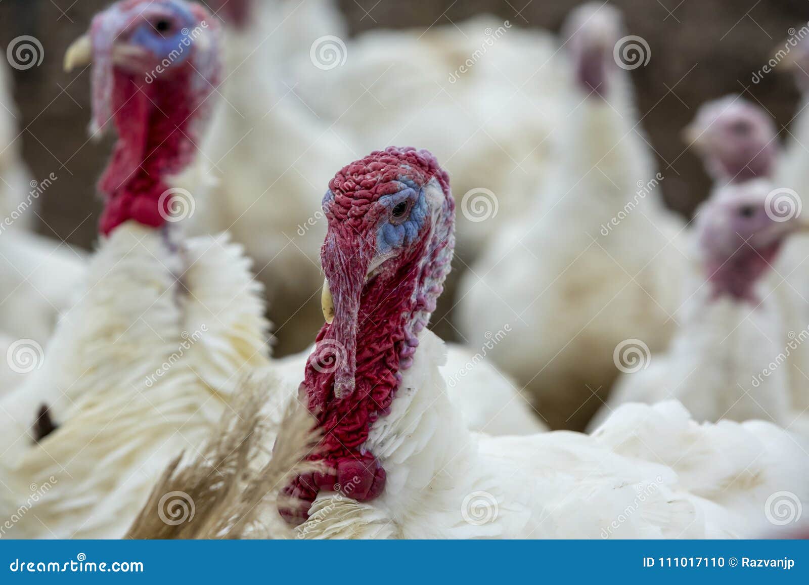 Turkeypoult stock photo. Image of beak, livestock, food 111017110
