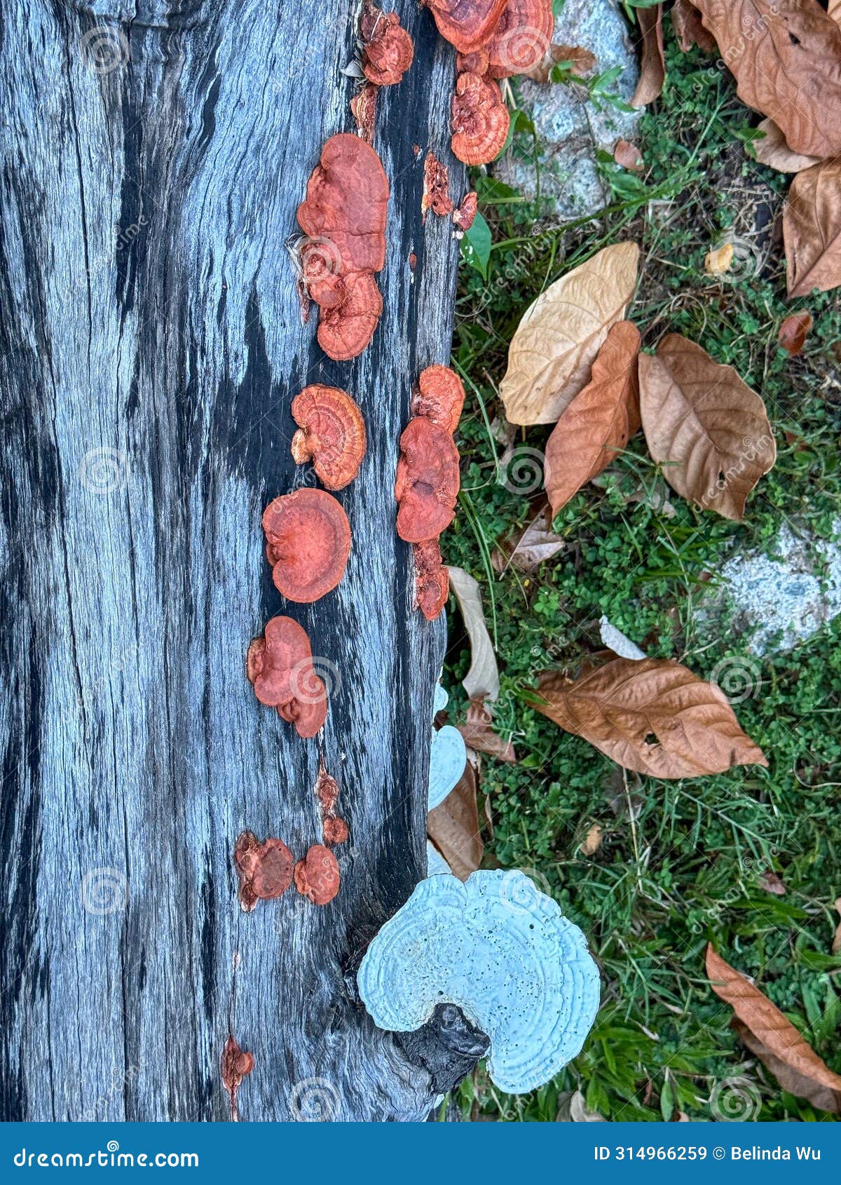 turkey tail fungi mushroom