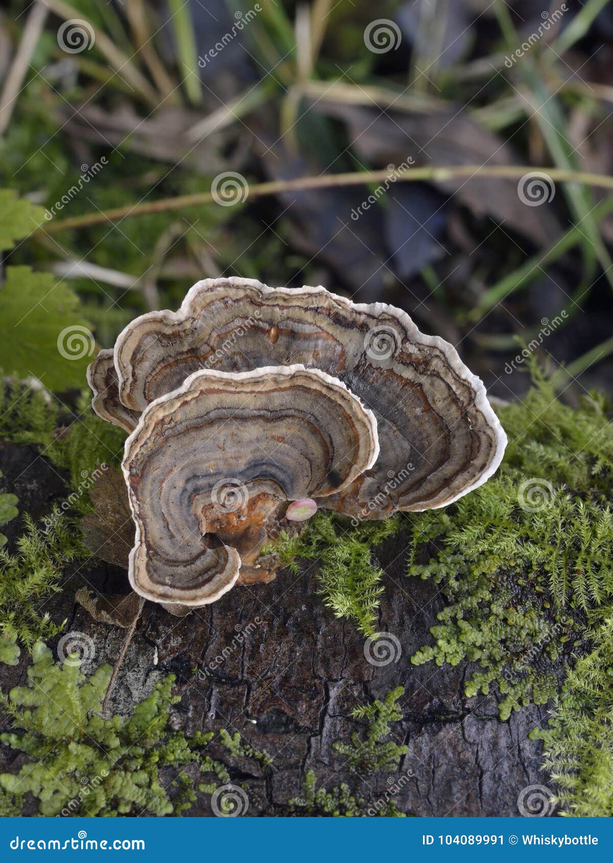 turkey tail or many zoned polypore