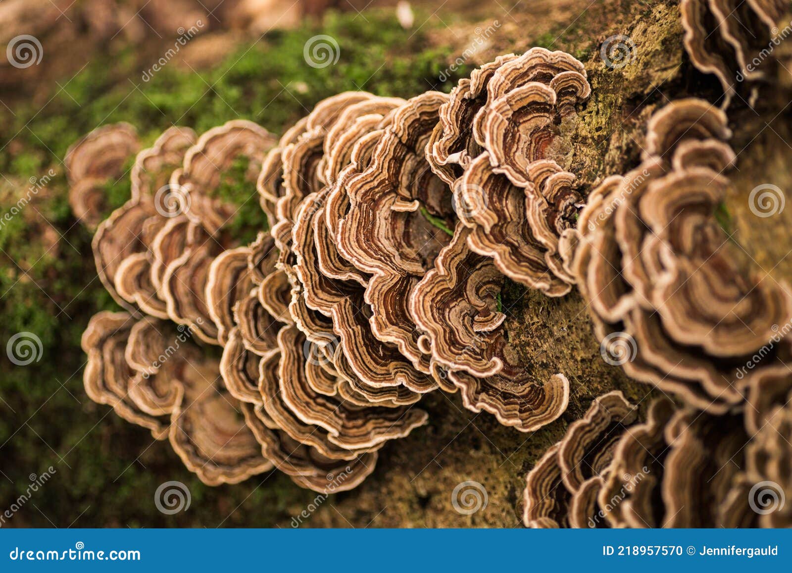 Turkey Tail Mushroom Growing on a Tree Stock Photo Image of fallen