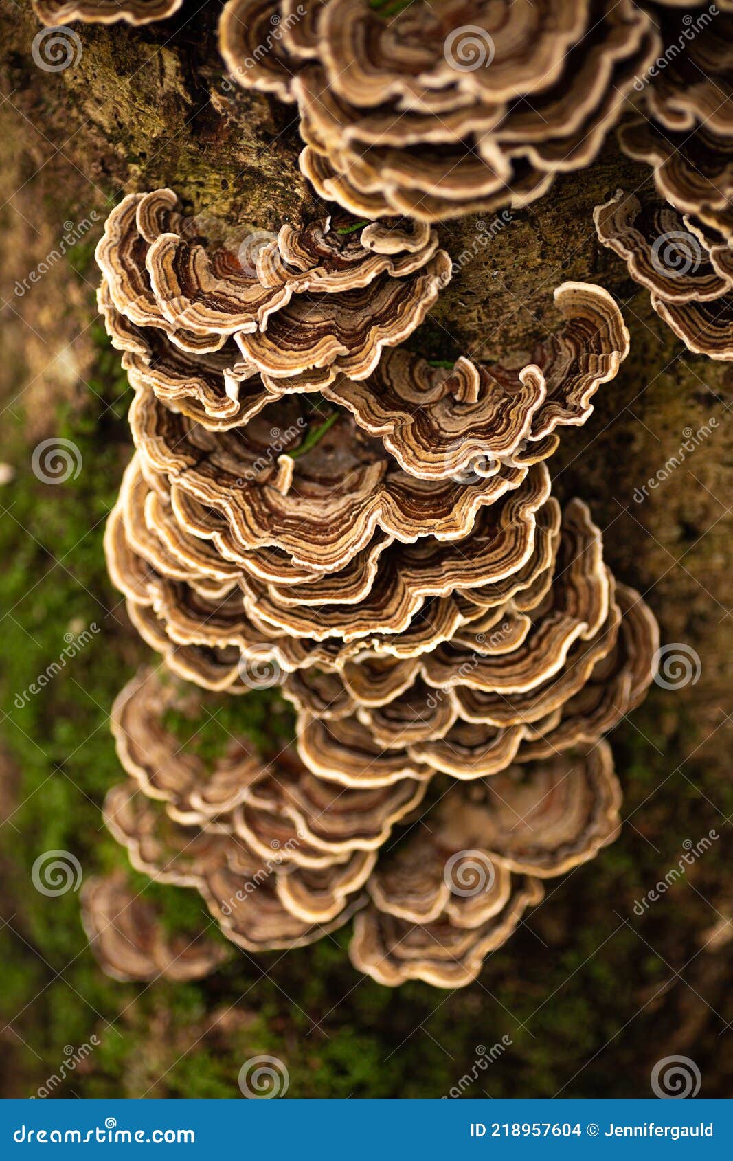 Turkey Tail Mushroom Growing on a Tree Stock Photo Image of bracket