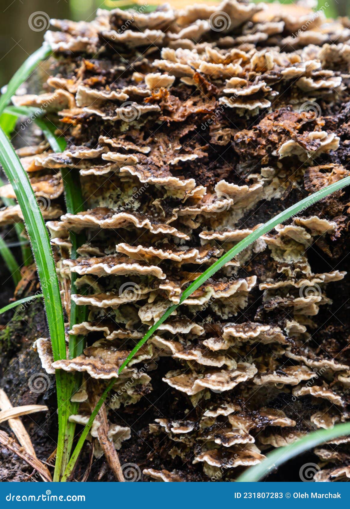 Turkey Tail Mushroom Growing on a Tree Stump with Moss Stock Image