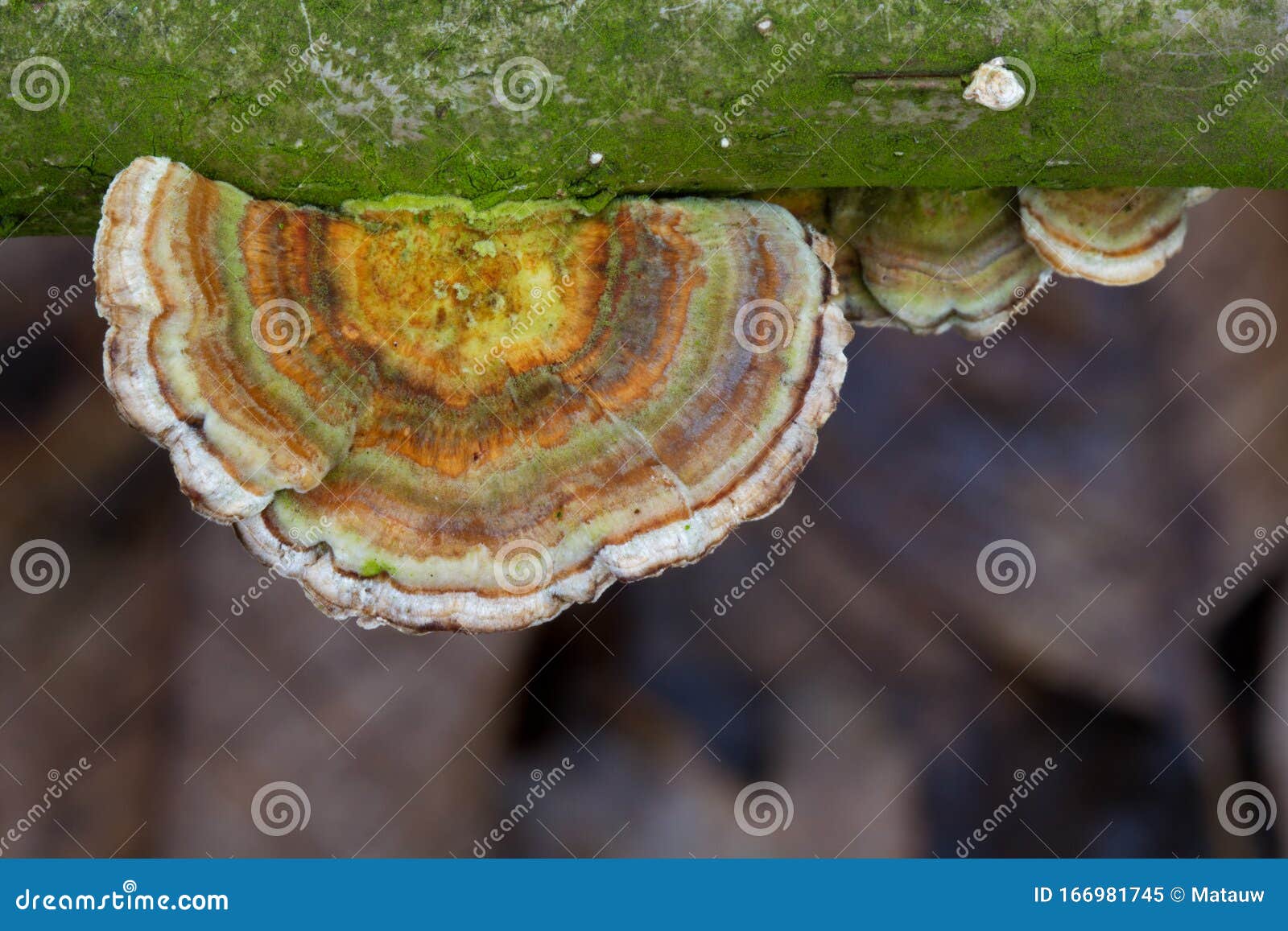 Turkey tail mushrooms stock image. Image of branch, tail 166981745