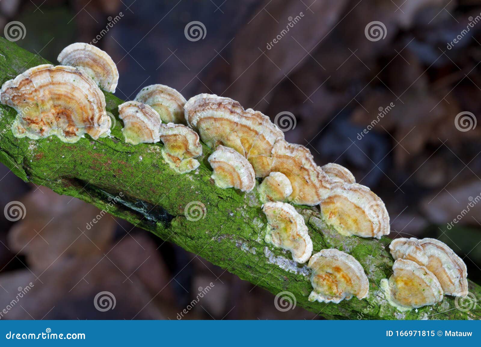 Turkey tail mushrooms stock image. Image of fungus, fall 166971815