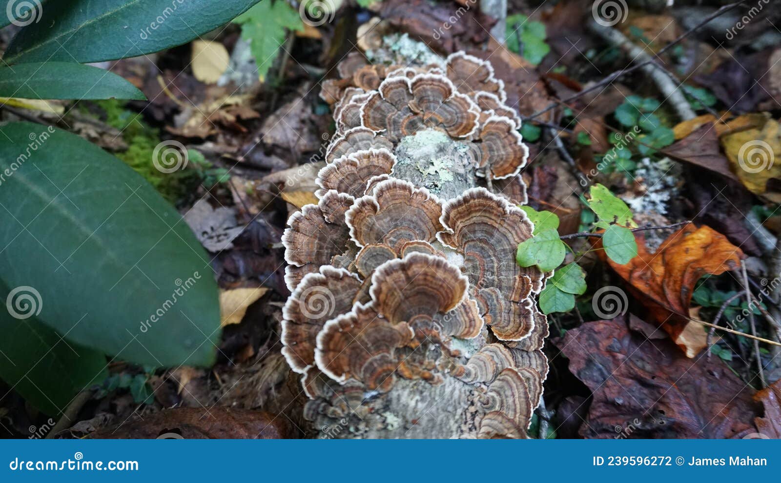 turkey tail mushrooms growing in the forest. popular medicinal mushroom in herbalism.