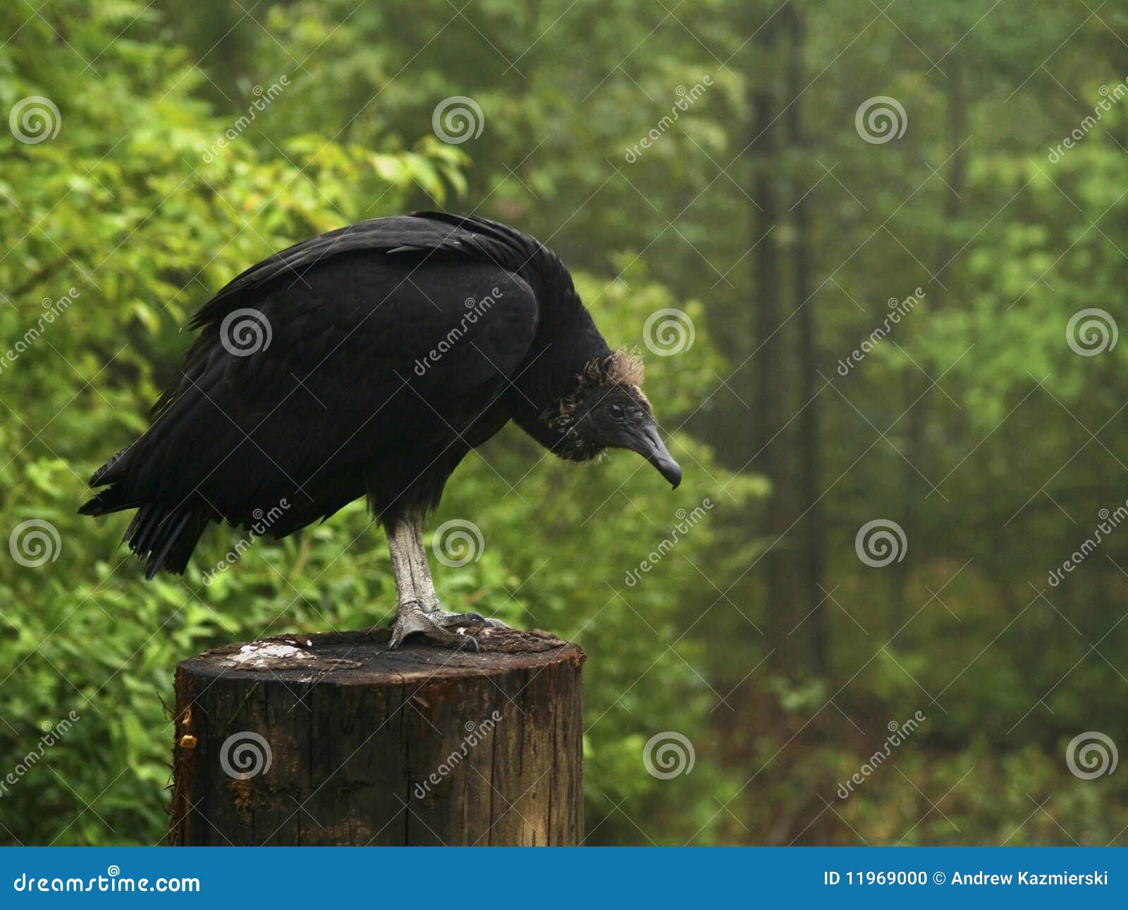 Turkey Vulture stock photo. Image of predator, forest 11969000