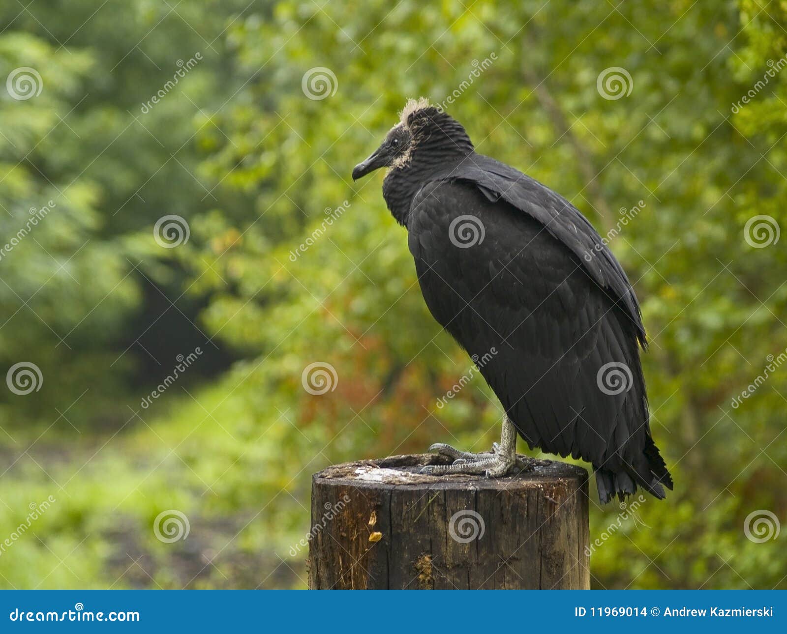 Turkey Vulture stock photo. Image of beak, woods, forest 11969014