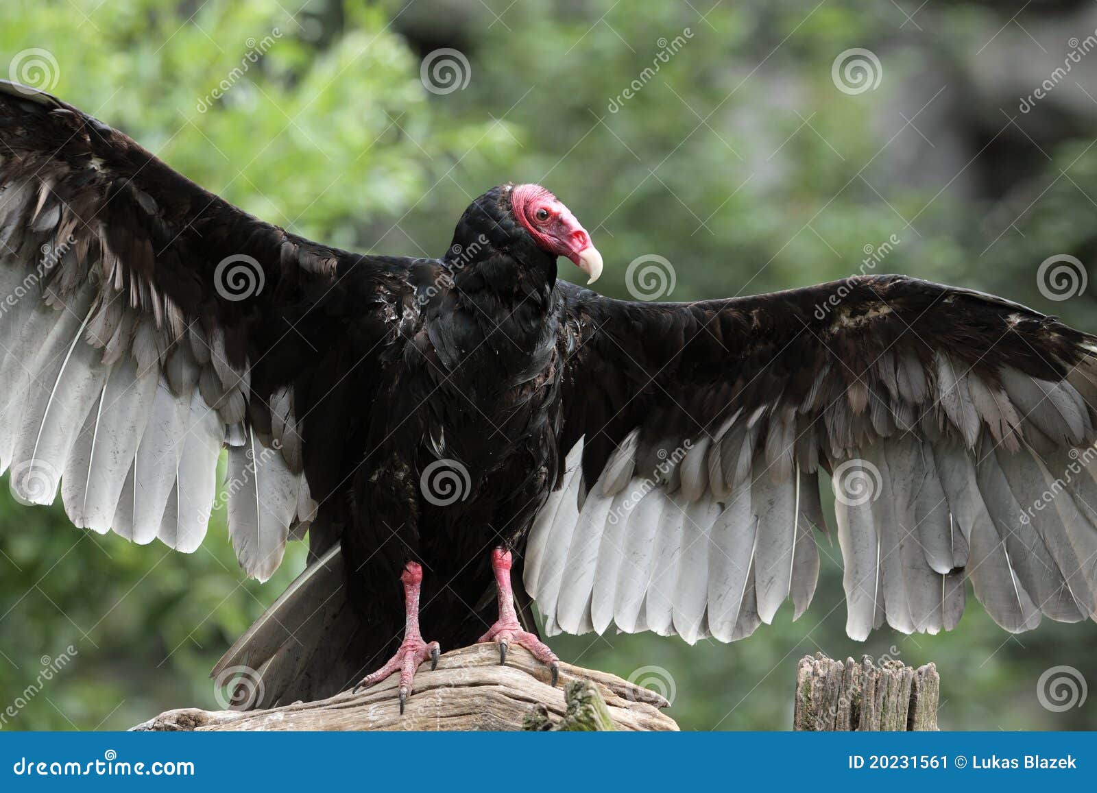 Turkey Vulture Silhouette RoyaltyFree Stock Photography 64051919