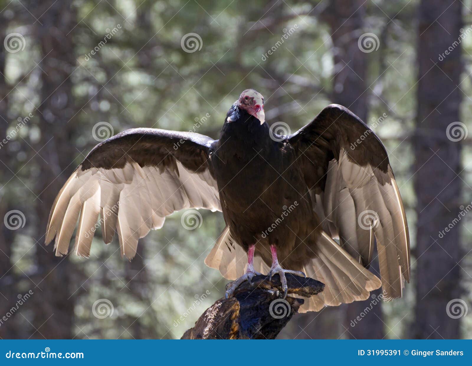 turkey vulture bird sunning on tree